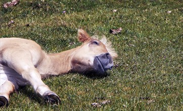 Sleeping Haflinger foal