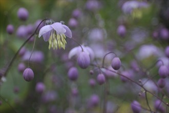 Mauve flower, Thalictrum dipterocarpum