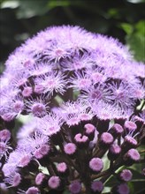 Fuzzy mauve flowers of Bartlettina, Bartlettina sordida, in garden