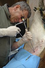 GREYMOUTH, NEW ZEALAND, CIRCA 2006: A vet uses a laparascope to find the uterus of a hind during an