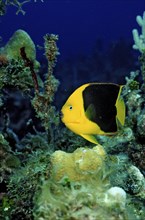 Rock beauty, Holacanthus tricolor, British Virgin Islands, BVI, Caribbean Sea, Caribbean, Leeward