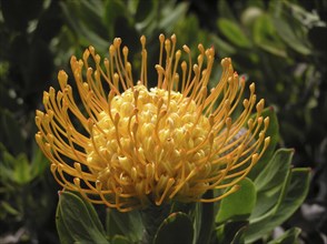 Yellow and orange protea