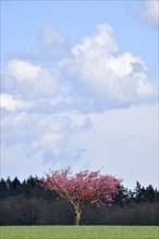 Japanese cherry blossom