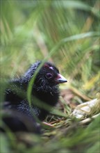 Chicks in nest of the swamphen, Porphyrio porphyrio (Pukeko), West Coast, South Island, New