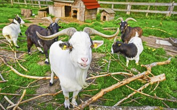 Group image in a goat ranch with this white exemplar in the front line, I think also it's something