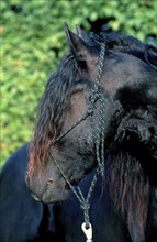 Friesian stallion 2 years old