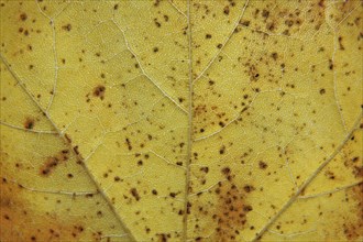 Full frame close up of a yellow autumn leaf with brown spots veins and cells shown in detail