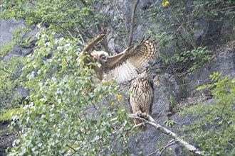 Young flying inexperienced eagle owl collides with its mother