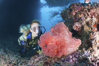 Red veil tree and diver, Dendronephthya mucronata, Maya Thila, North Ari Atoll, Maldives, Asia