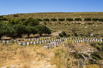 Colorful wooden beehives among olive trees in the mountains of Crete