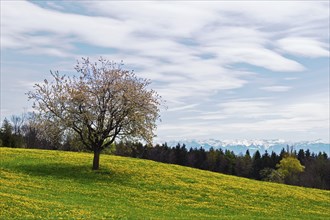 Blossoming apple tree in a spring meadow on Lake Constance during a foehn wind, taken at Gehrenberg