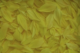 Background of yellow dahlia petals