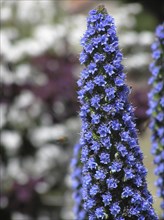 Spike of blue flowers