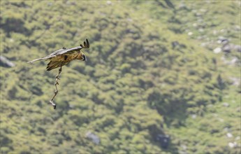 Bearded vulture (Gypaetus barbatus), lammergeier with prey in the Großglockner area