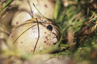 Ready to hatch, the egg of Pukekos, or purple swamphens, Porphyrio porphyrio