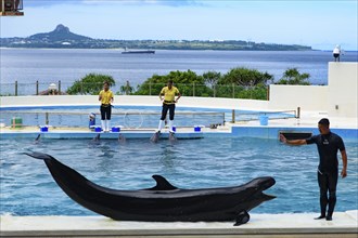 Dolphin Show (Okichan Theater) in Okinawa Churaumi Aquarium