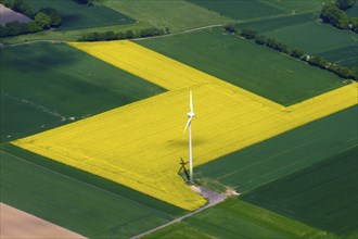 Rapeseed field with wind turbine