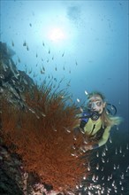 Black coral and diver, Antipathes dichotoma, Maya Thila, North Ari Atoll, Maldives, Asia