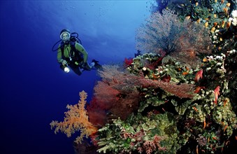 Diver and colourful coral reef, Egypt, Africa, Sinai, Ras Mohammed, Red Sea, Africa