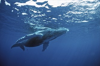 Humpback whale, calf, Megaptera novaeangliae, Silverbanks, Caribbean Sea, Dominican Republic,