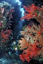 Diver in underwater cave, Egypt, Zabargad, Zabarghad, Red Sea, Africa