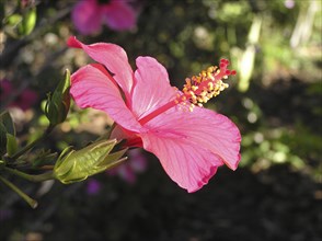 Hibiscus flower in garden setting, Queensland, Australia, Oceania