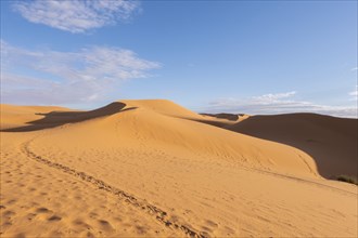 The vast orange dunes of the Sahara desert and its barren vegetation. Morocco