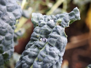 Close up of late autumn kale growing with holes caused by garden pests eating the leaves