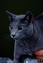 Russian blue cat