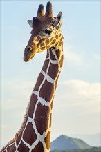 Neck and head of a giraffe near a green tree in Samburu Park in central Kenya