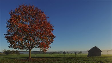 Maple tree in the morning sun