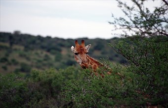 Giraffe, Giraffa camelopardalis, South Africa, Schotia Game Park, Africa