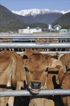 Jersey calves waiting for their afternoon feed, Westland, New Zealand, Oceania