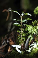 White toadstool at base of seedling, West Coast, South Island, New Zealand, Oceania