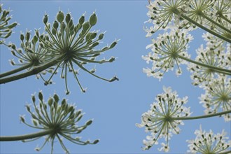 Looking up at Heracleum against a blue sky