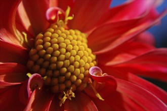 Closeup of red dahlia against blue sky