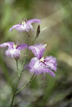 Fringed lily with mottled bush background at Mt Barney, Queensland