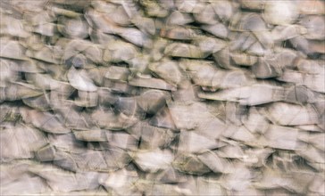 Blurry settings with a bunch of firewood chopped logs stacked in a pile, great abstract background