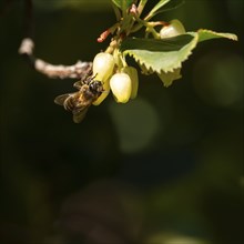 A bee feeding on yellow flowers amid green leaves in close-up view, pollinating insects on