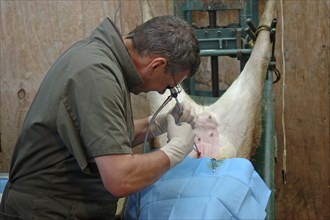 GREYMOUTH, NEW ZEALAND, CIRCA 2006: A vet uses a laparascope to find the uterus of a hind during an