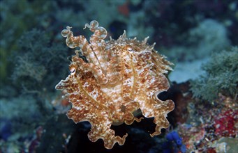 Sepia, Sepia sp., Indonesia, Wakatobi Dive Resort, Sulawesi, Indian Ocean, Banda Sea, Asia