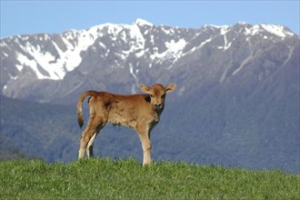 Jersey calf standing on hump, West Coast farm, South Island, New Zealand, Oceania