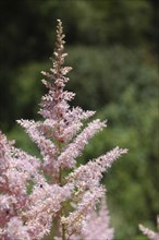 Pink astilbe flower in garden setting