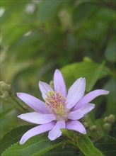 Mauve flowers on creeping vine