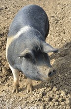 Rare breed pig standing