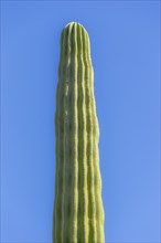 Mexican elephant cactus Pachycereus pringlei