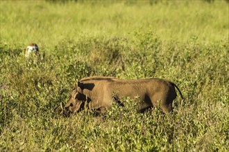 Warthog in the savannah of Samburu Park in central Kenya