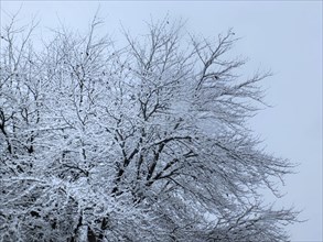 Winter tree branches covered in snow against a blue sky