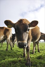 Young jersey calf distorted by wide angle lens