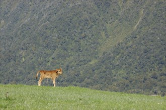 Jersey calf standing on hump, West Coast farm, South Island, New Zealand, Oceania